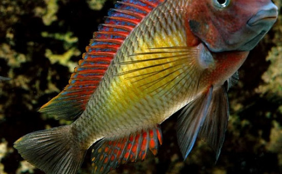 Tropheus Moorii Kasanga (Red Rainbow)