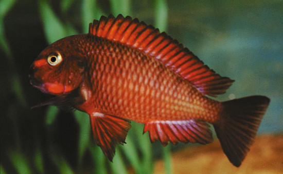 Tropheus Moorii Chimba