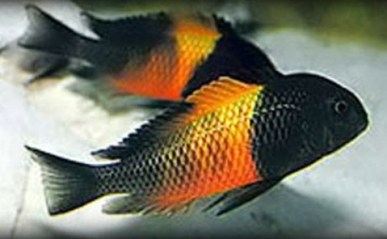 Tropheus Moorii Bemba