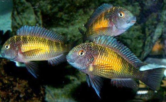 Tropheus Moorii Mpulungu