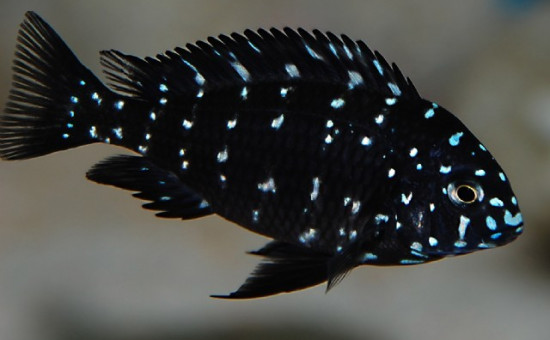 Tropheus Duboisi juvénile