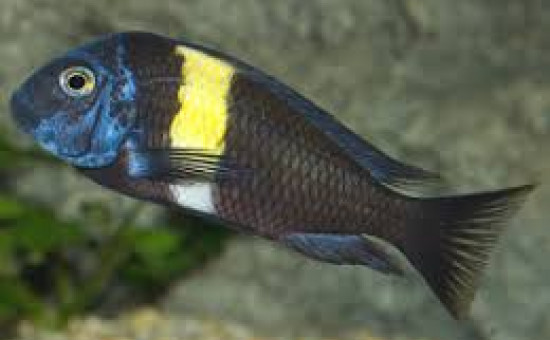 Tropheus Duboisi Maswa adulte