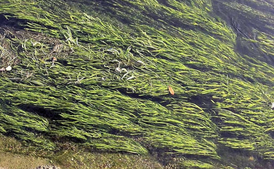 Herbier de Vallisneria Spiralis