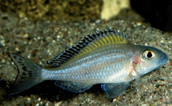 Xenotilapia Spiroleptus