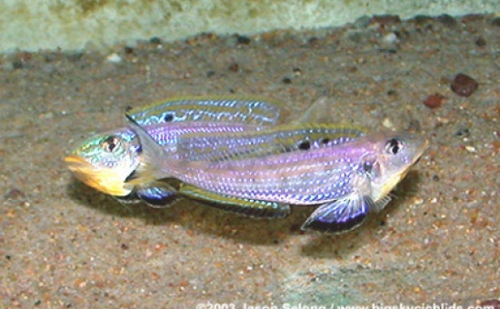 Xenotilapia sp Kilesa