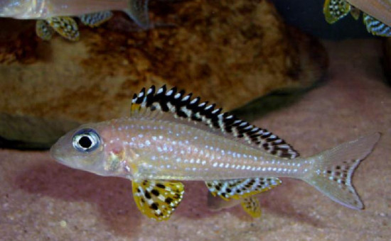 Xenotilapia Papilio Tembwe