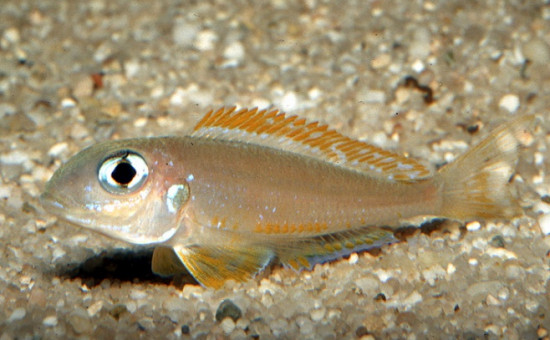 Xenotilapia Flavipinnis