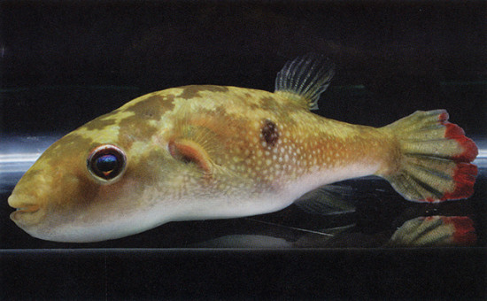 T. Cutcutia (ex-Leiodon, poisson-globe ocellé)