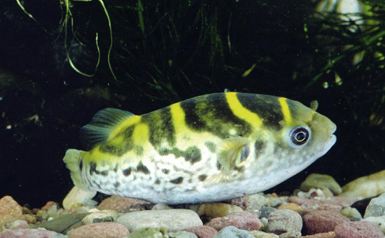 Tetraodon Fluviatilis (Poisson-globe vert)