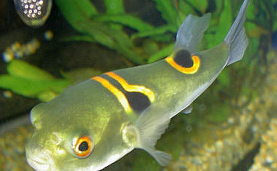 T. Ocellatus (Tetraodon ocellé)