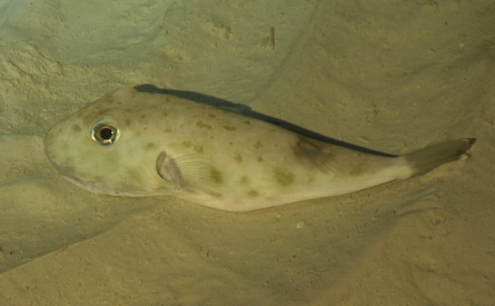 S. Pachygaster (Tetraodon à tête plate)