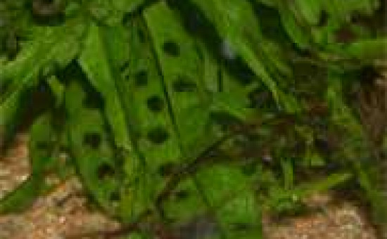 Tetraodon trous dans les feuilles