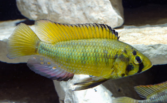 Astatotilapia Alluaudi (Astatoreochromis)