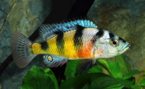 Astatotilapia Latifasciata