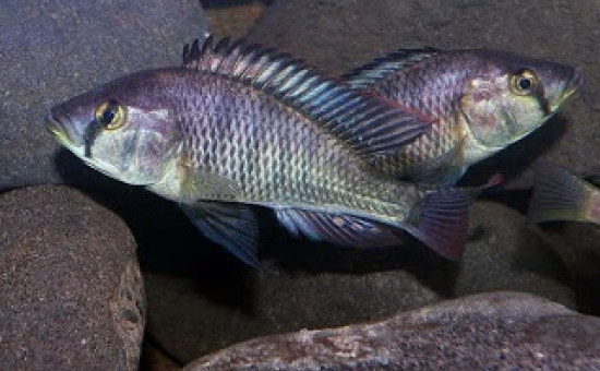 Astatotilapia Bloyeti