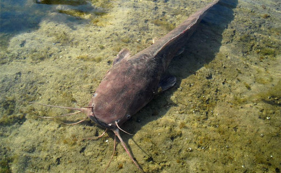 Clarias Anguillaris