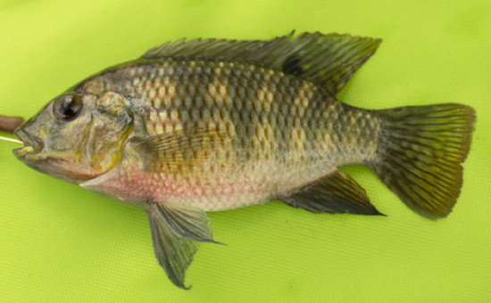 Coptodon Zillii (Tilapia Zillii)