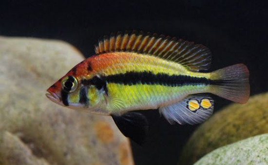 Enterochromis  Paropius