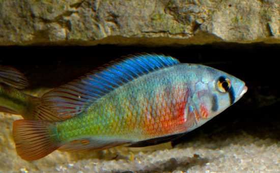 Haplochromis Riponianus