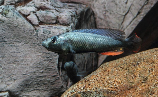 Haplochromis Thereuterion