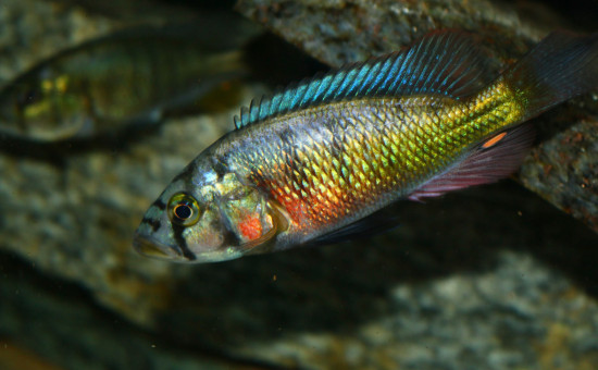 Harpagochromis sp Orange Rock Hunter