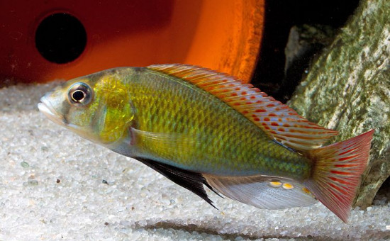 Labrochromis Ishmaeli