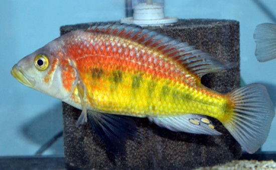 Lipochromis Parvidens (Cleptochromis)