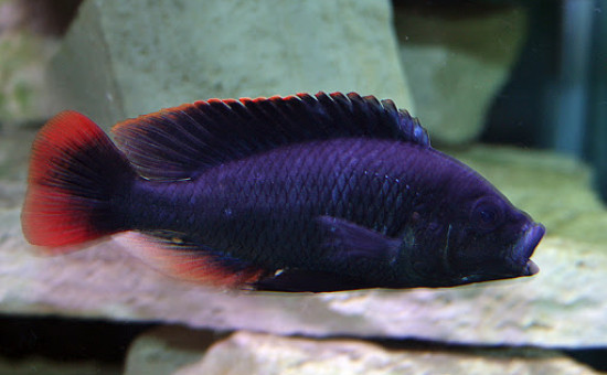 Lithochromis Rubripinnis