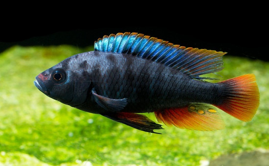 Lithochromis Xanthopteryx