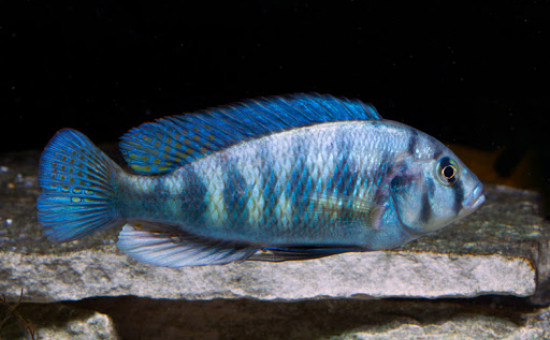 Neochromis Omnicaeruleus et mâles OB