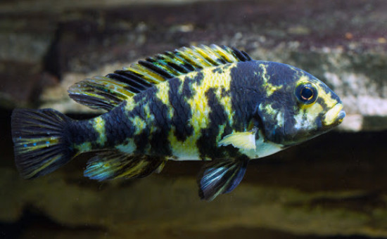Neochromis Omnicaeruleus et mâles OB