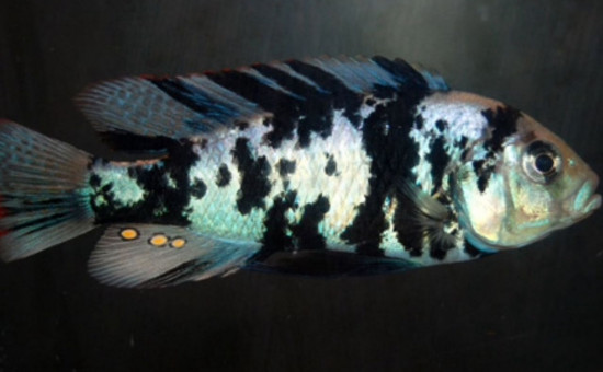 Neochromis Omnicaeruleus et mâles OB