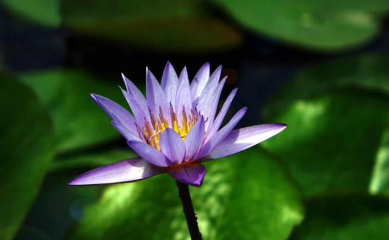 Nymphaea Caerulea