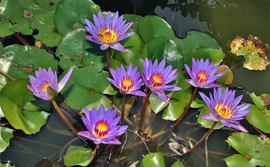 Nymphaea Caerulea