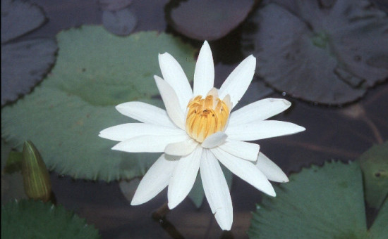 Nymphaea Lotus