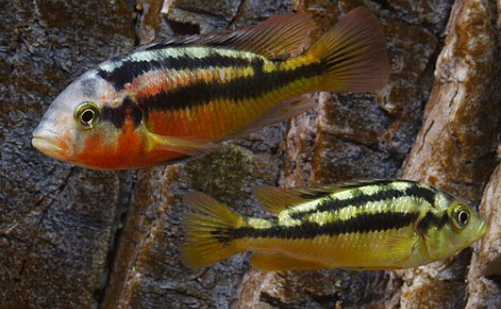 Paralabidochromis Sauvagei