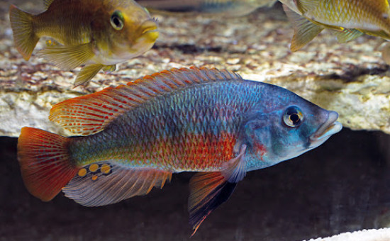 Paralabidochromis  Chilotes «Zue Island»