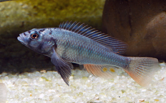 Prognathochromis Perrieri