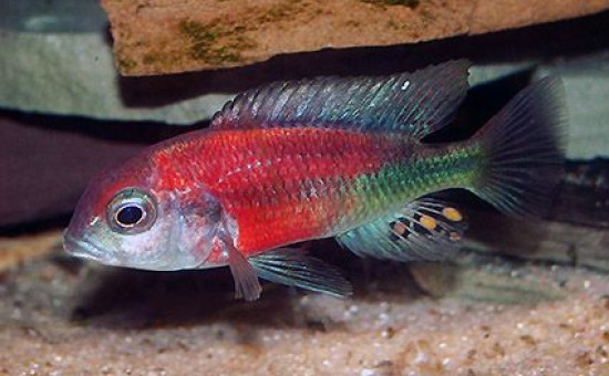 Ptyochromis sp Hippo Point Salmon