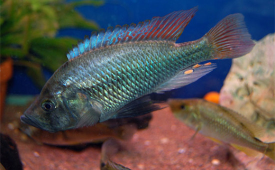 Pyxichromis Orthostoma