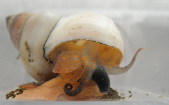 Bellamya Unicolor