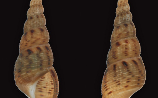 Melanoides Tuberculata