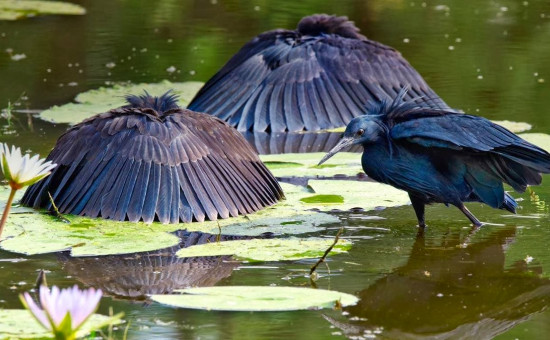 Egretta Ardesiaca