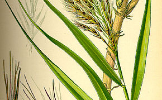 Phragmites Australis