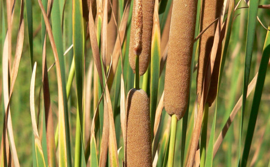 Typha Domingensis