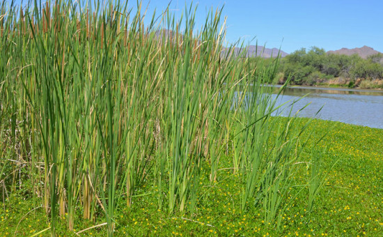 Typha Domingensis