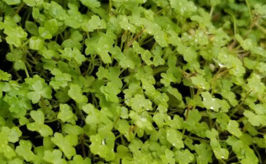 wabi kusa plante Hydrocotyle Tripartita