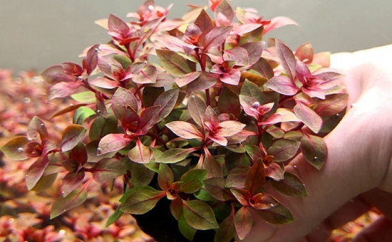 wabi kusa plante Ludwigia Palustris Red