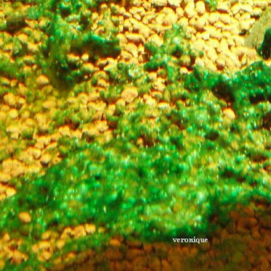 Exemple cyano algue bleue en aquarium 4