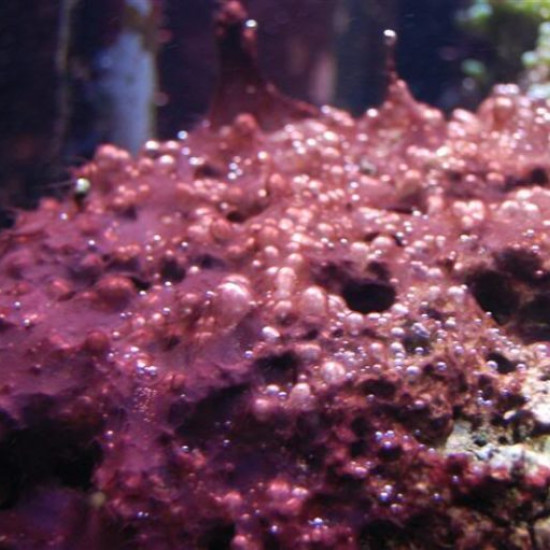 Exemple cyano algue bleue en aquarium 5